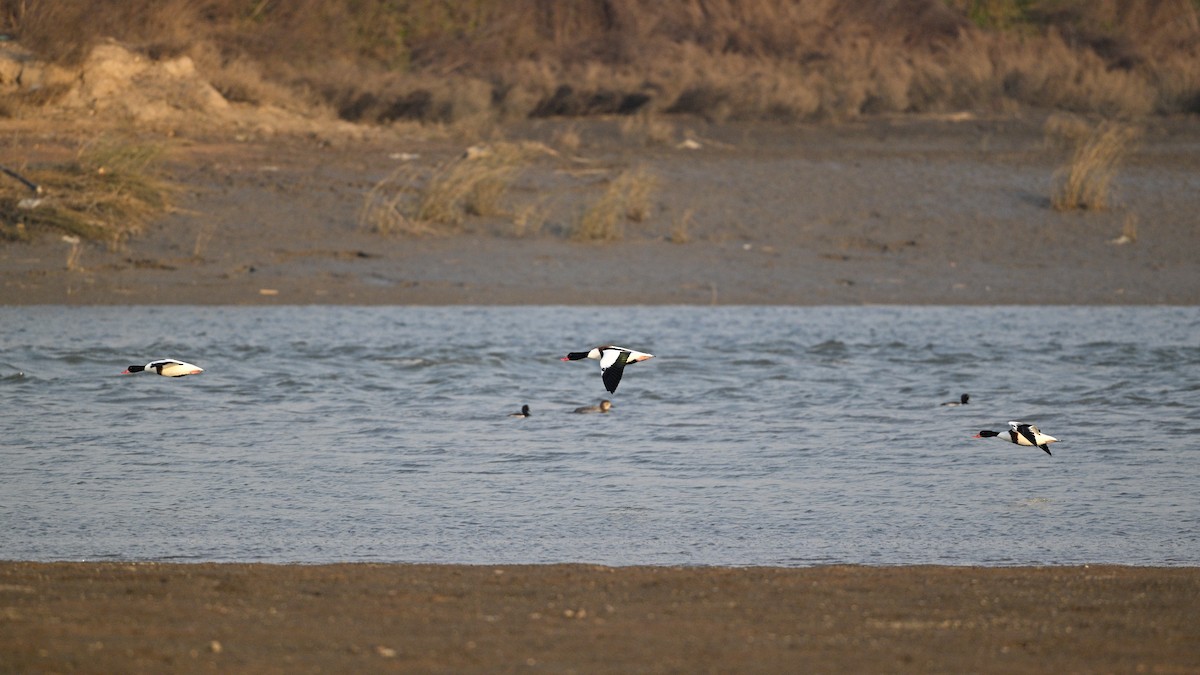 Common Shelduck - ML646342814