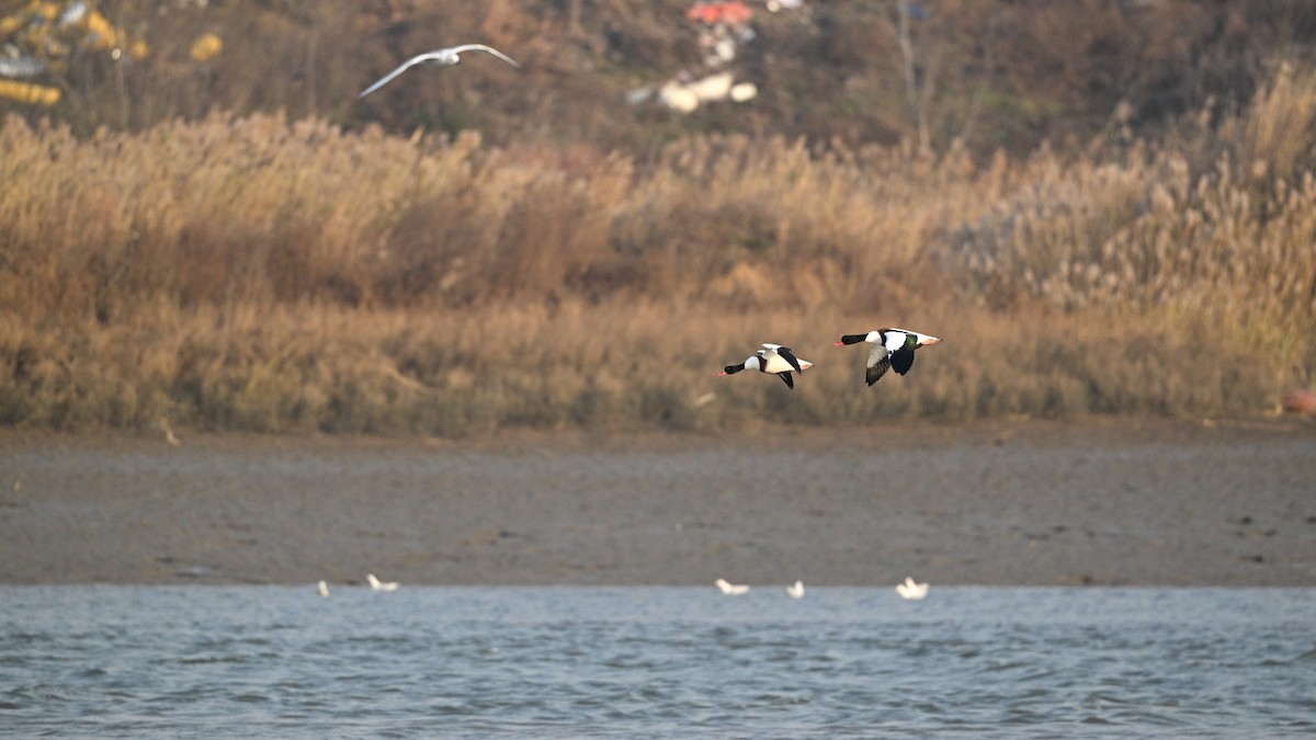 Common Shelduck - ML646342815