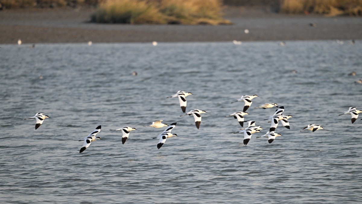 Pied Avocet - ML646342816