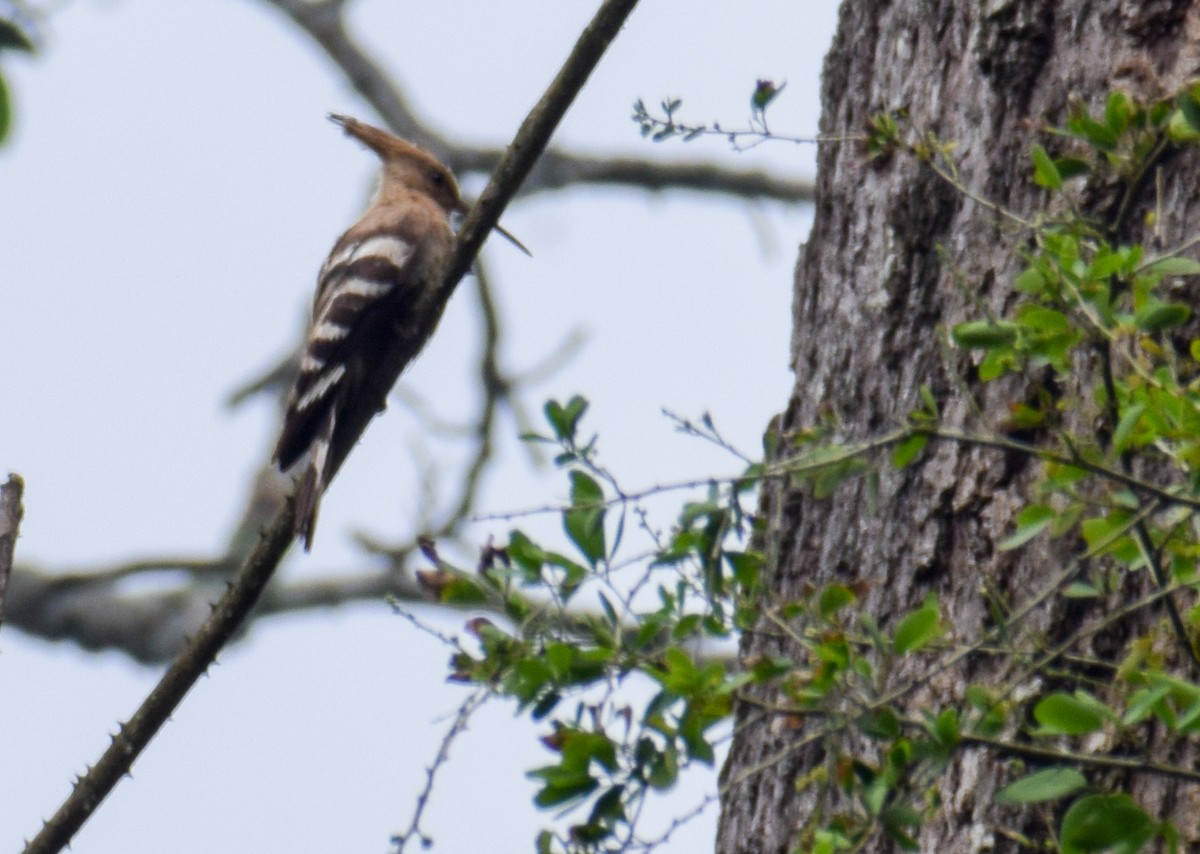 Common Hoopoe - ML646342817