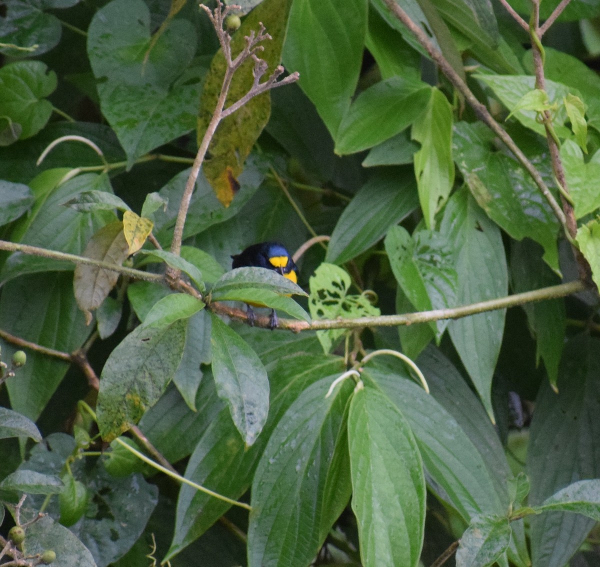 Yellow-throated Euphonia - ML646342818
