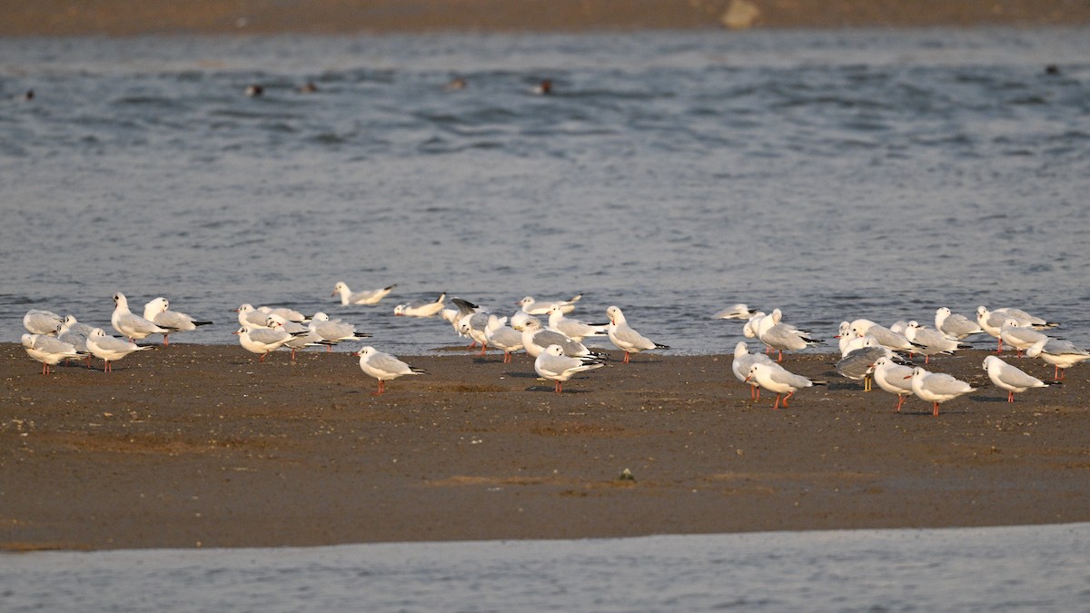 Common Gull - ML646342819
