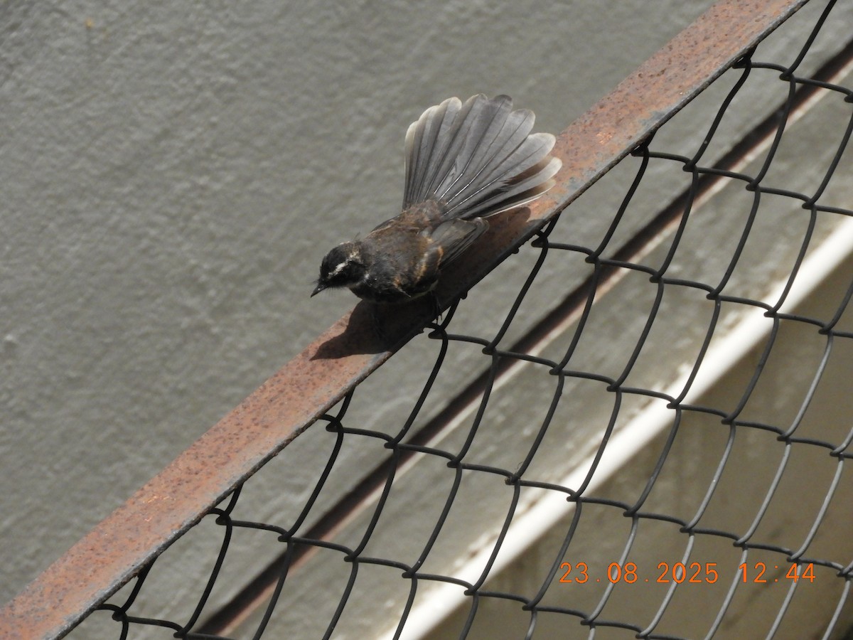 Spot-breasted Fantail - ML646342820