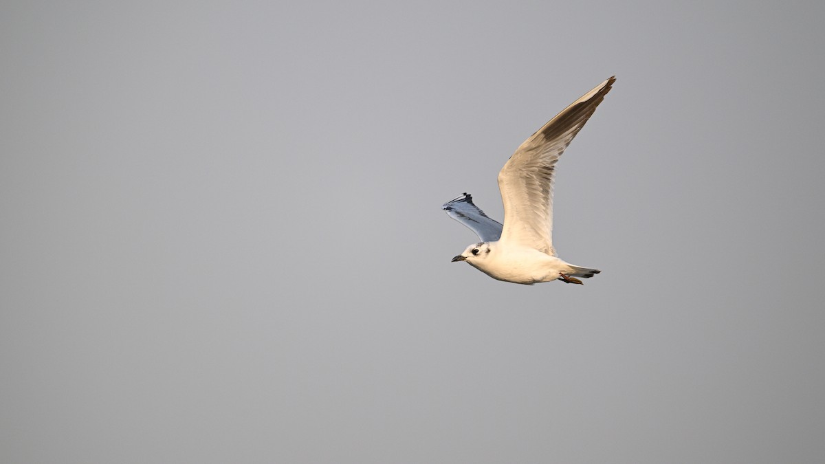 Saunders's Gull - ML646342821