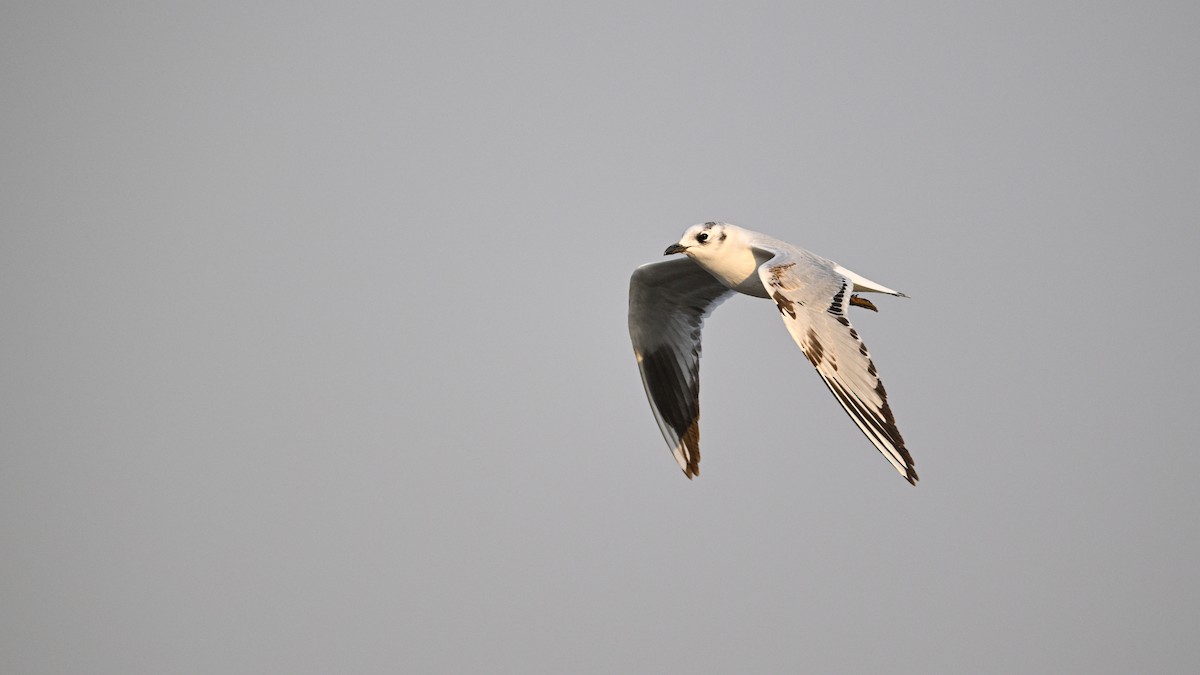 Saunders's Gull - ML646342822
