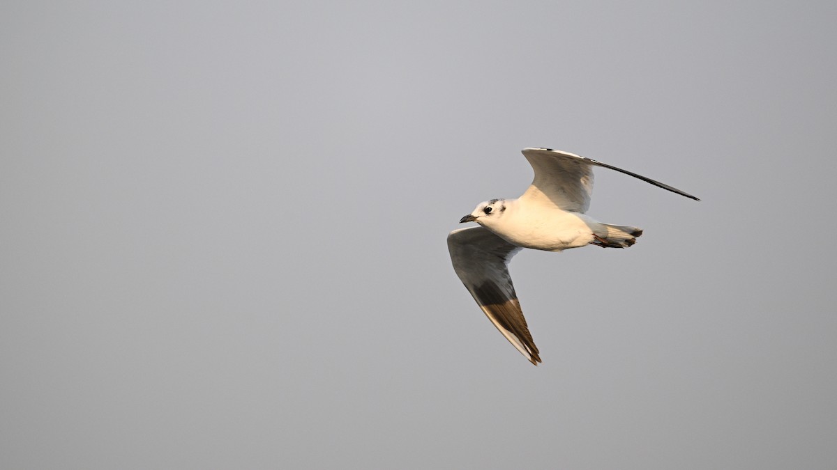 Saunders's Gull - ML646342823