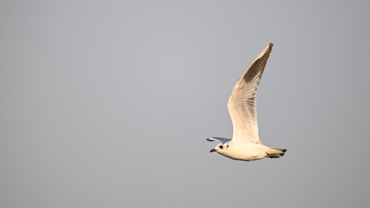 Saunders's Gull - ML646342824