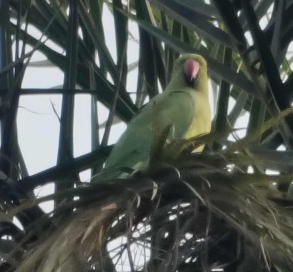 Rose-ringed Parakeet - ML646342825
