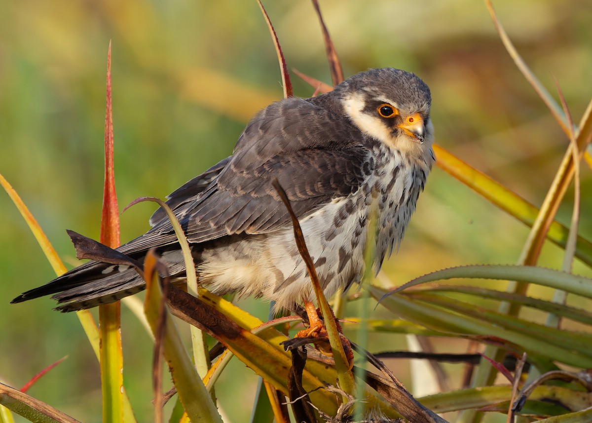 Amur Falcon - ML646342826
