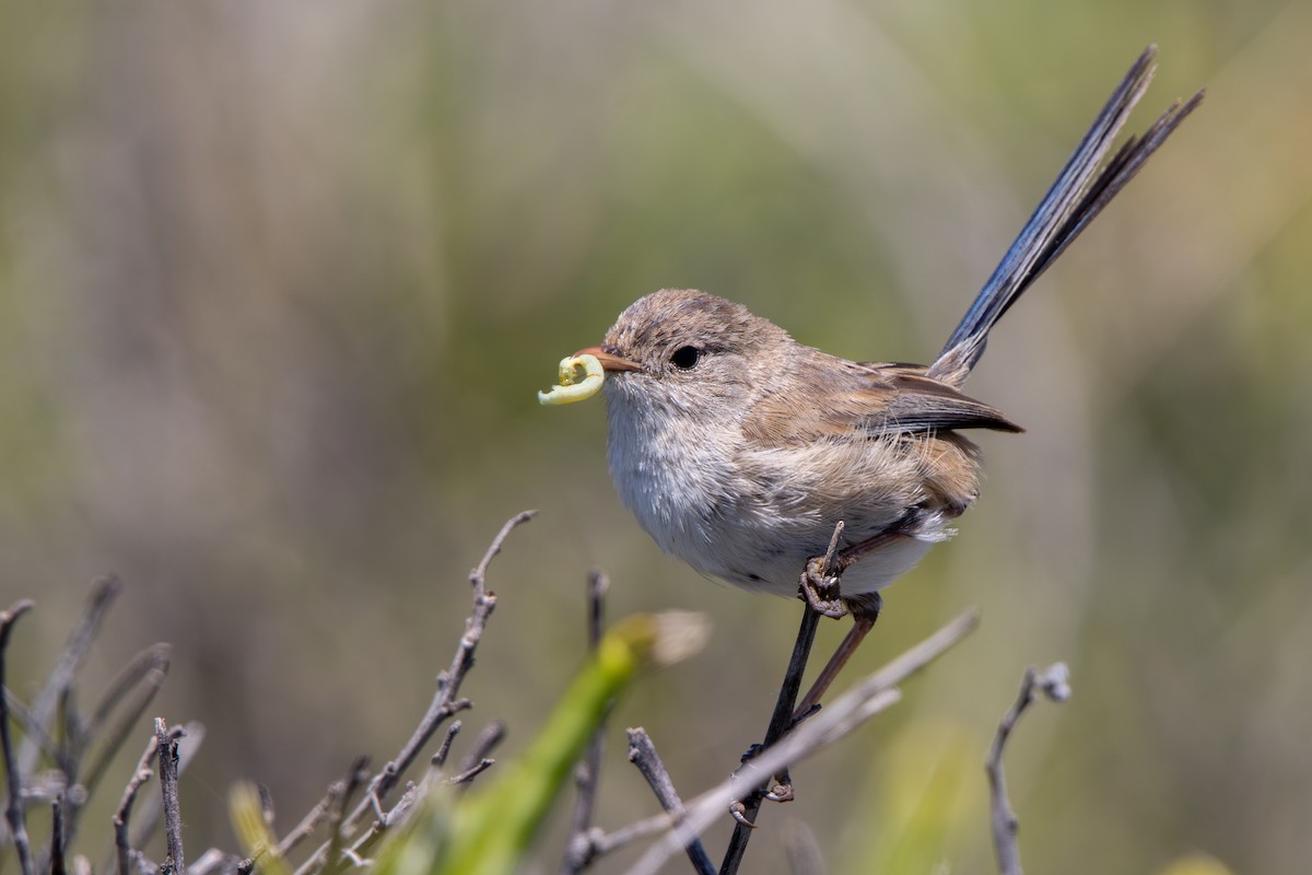 White-winged Fairywren - ML646342827