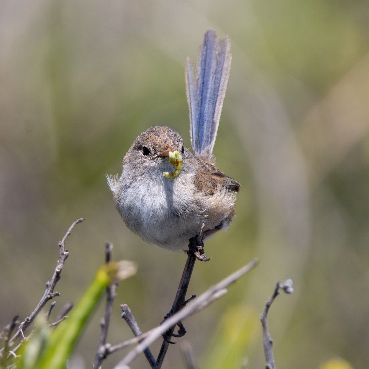 White-winged Fairywren - ML646342828