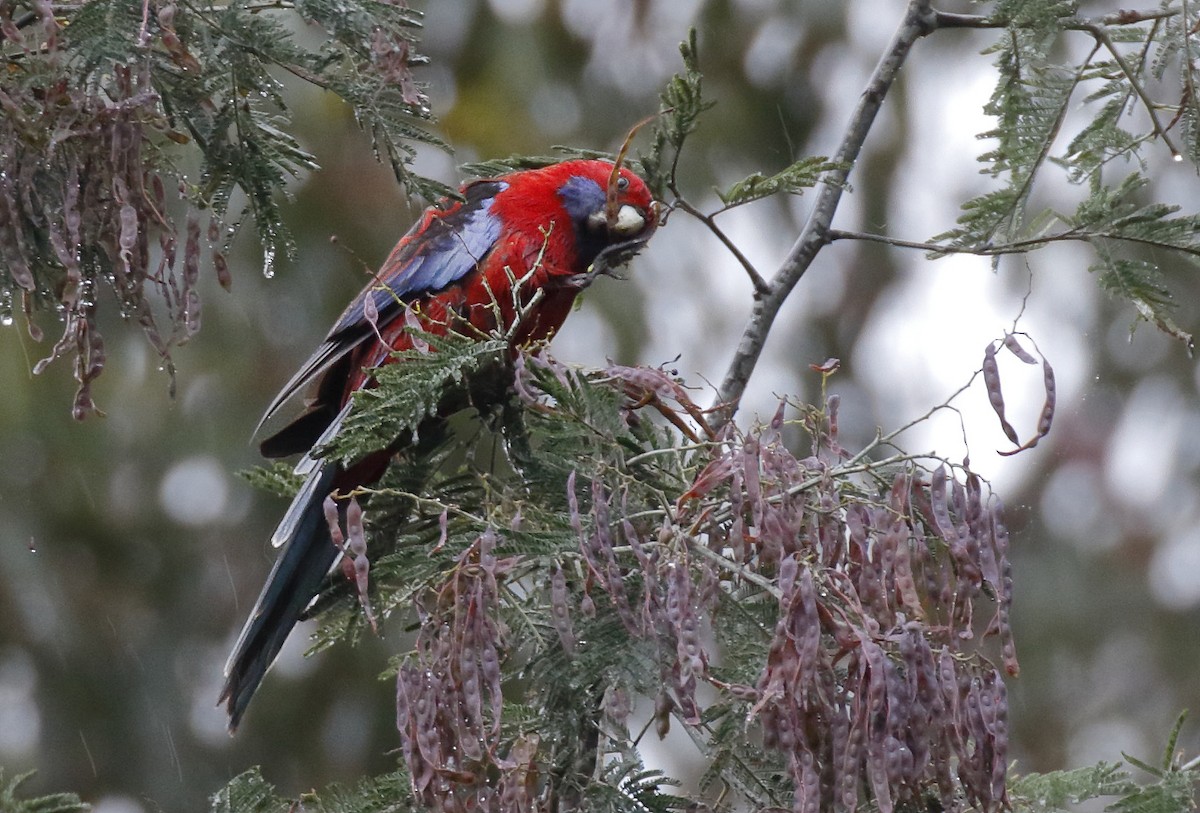 Crimson Rosella - ML646342829