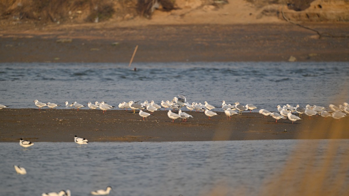 Black-headed Gull - ML646342832