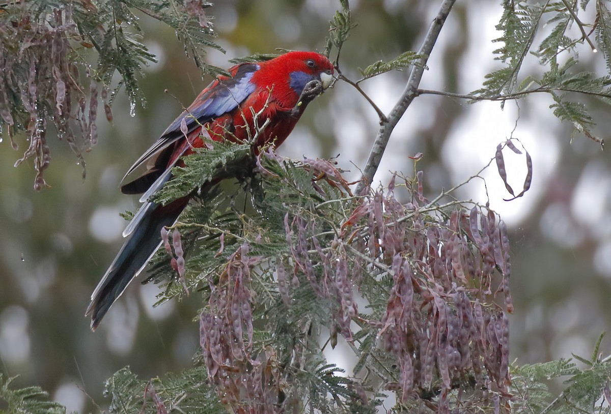 Crimson Rosella - ML646342835