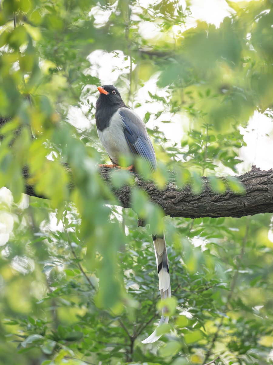 Red-billed Blue-Magpie - ML646342836