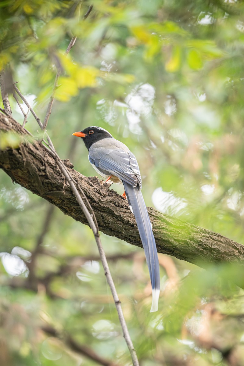 Red-billed Blue-Magpie - ML646342837