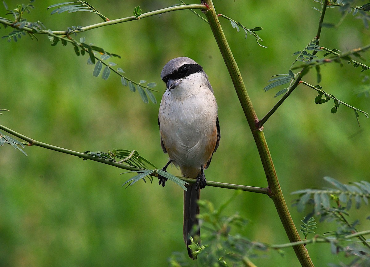 Long-tailed Shrike - ML646342838
