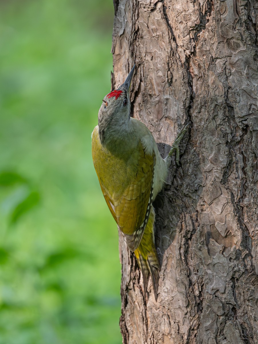 Gray-headed Woodpecker - ML646342840