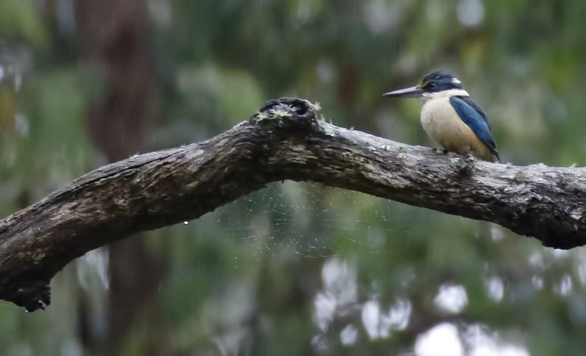 ledňáček posvátný - ML646342843