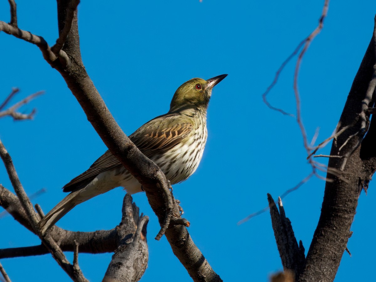 Olive-backed Oriole - ML646342845