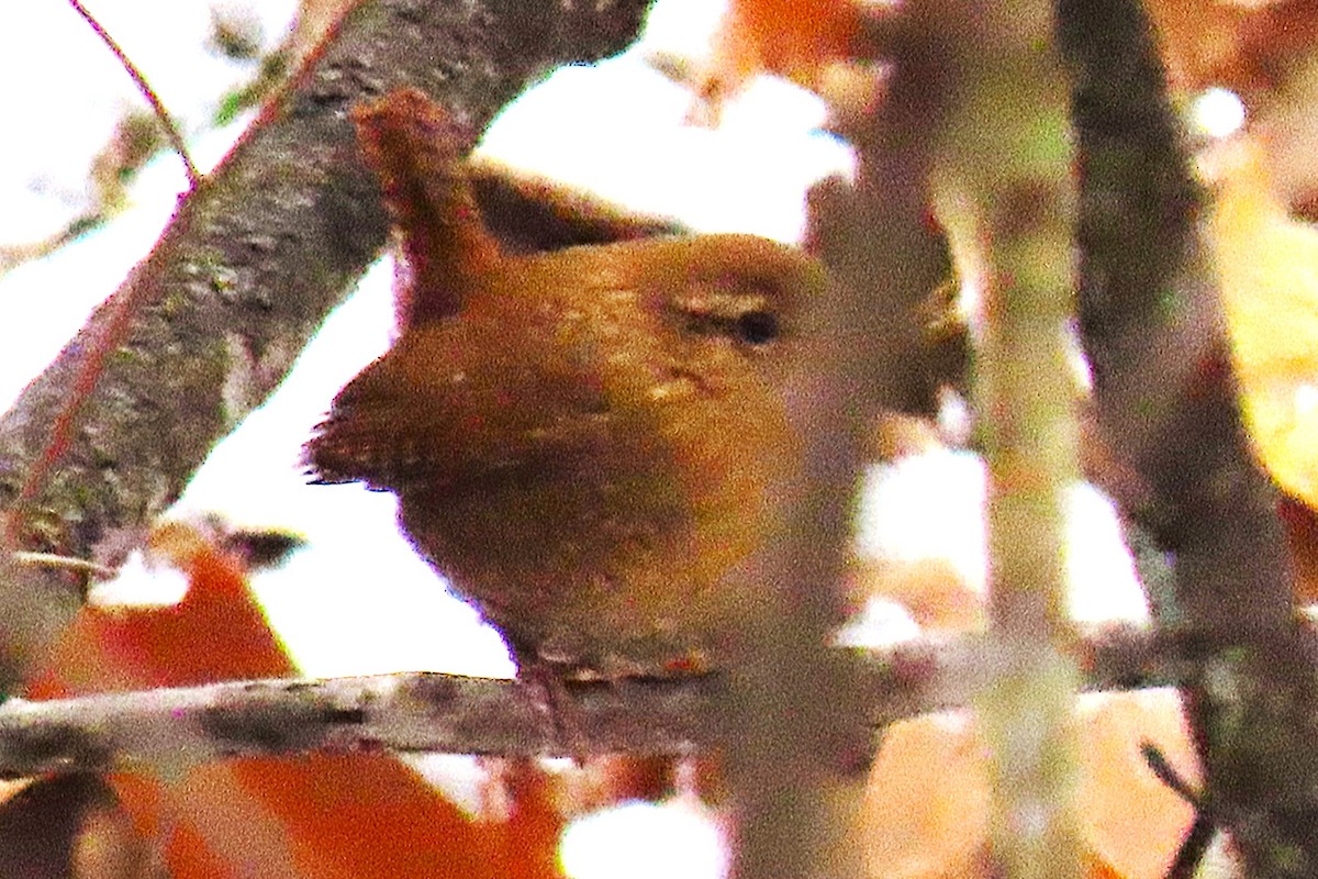 Winter Wren - ML646342854