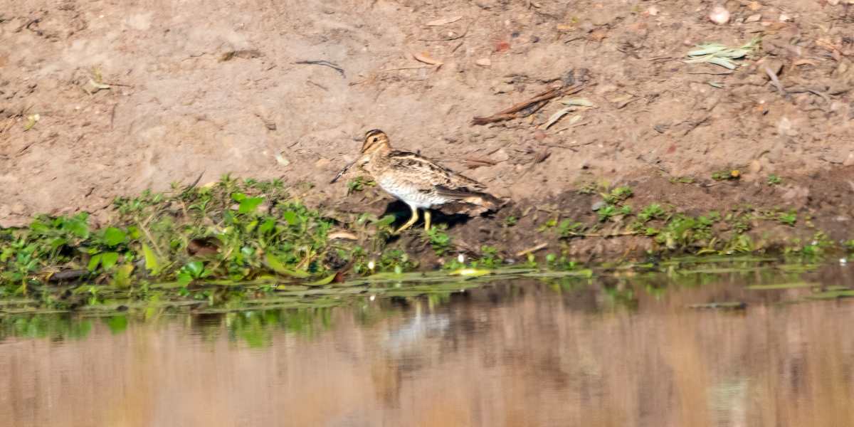 Latham's Snipe - ML646342855