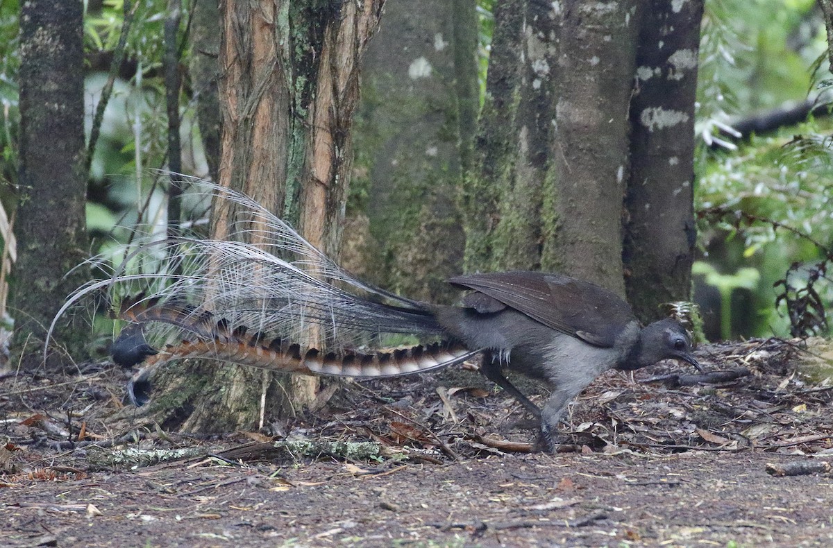 lyrochvost nádherný - ML646342856