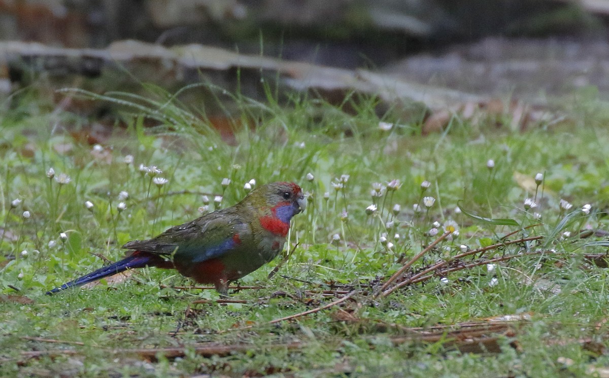 rosela Pennantova - ML646342864