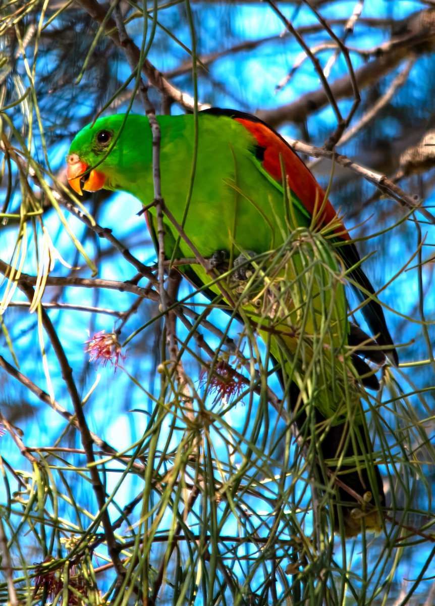 Kırmızı Kanatlı Papağan - ML646342865