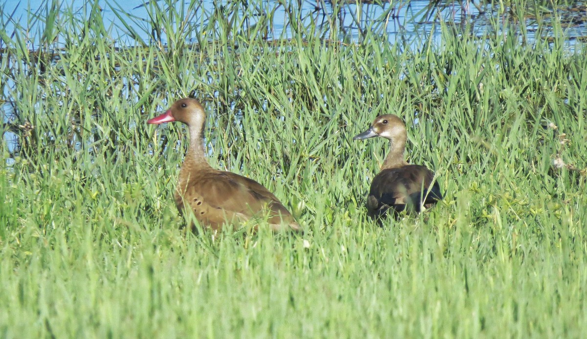 Brazilian Teal - ML646342867