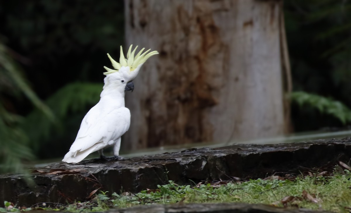 kakadu žlutočečelatý - ML646342868