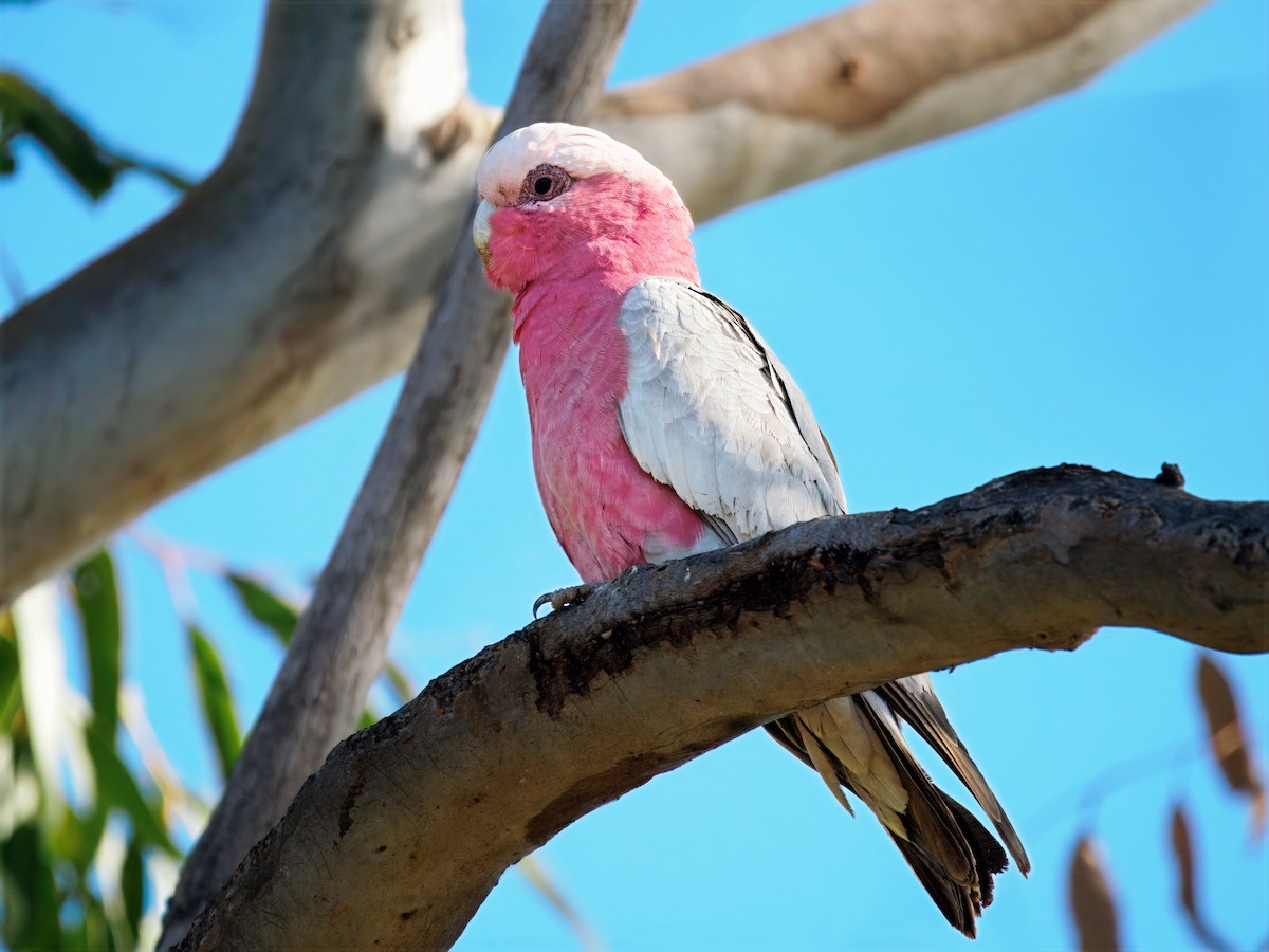 Galah - ML646342869