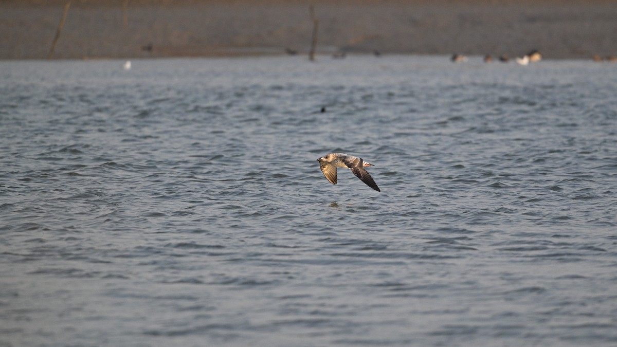 小黑背鷗 - ML646342872