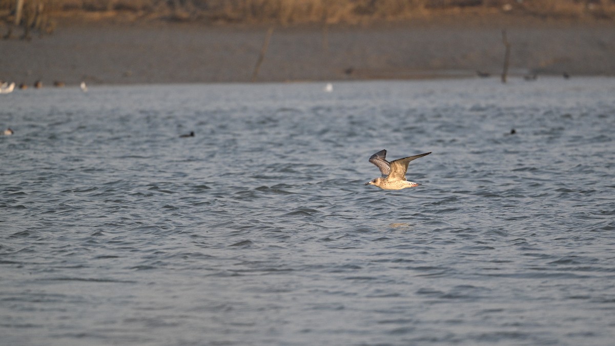 小黑背鷗 - ML646342873