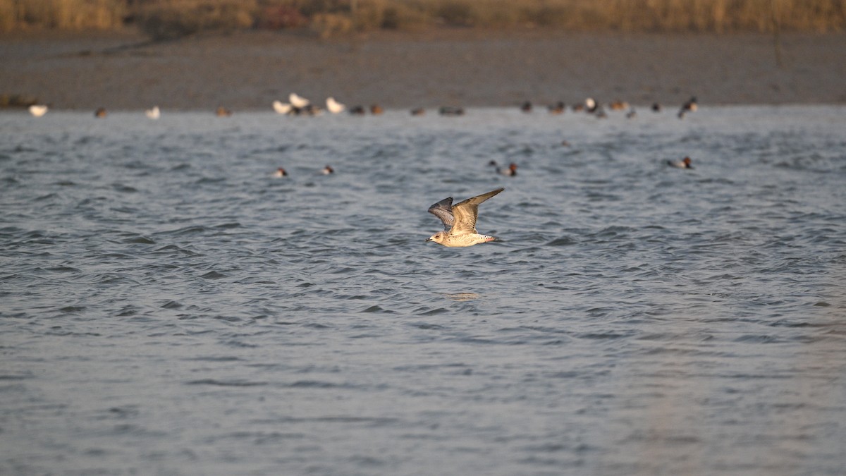 小黑背鷗 - ML646342874