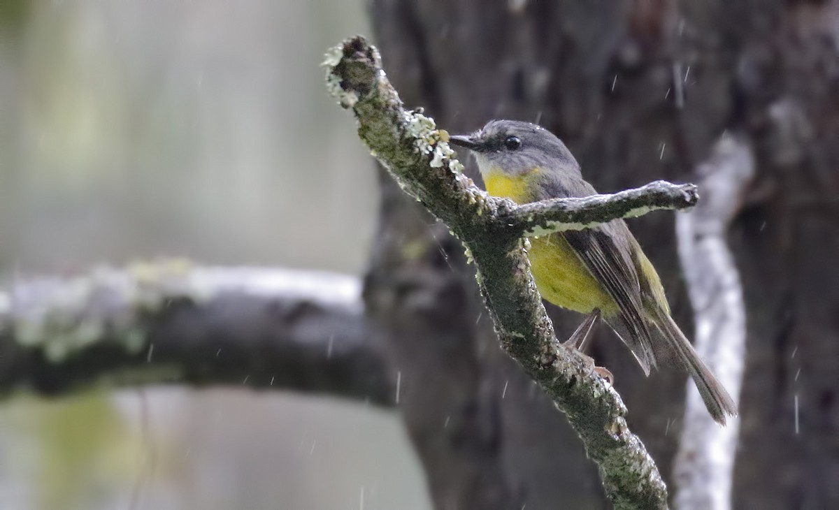 lejsčík žlutý - ML646342876