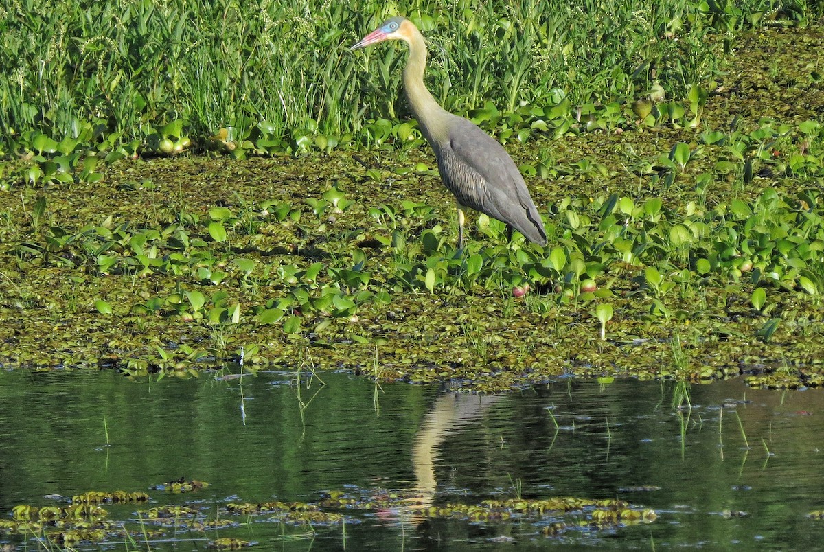 Whistling Heron - ML646342883