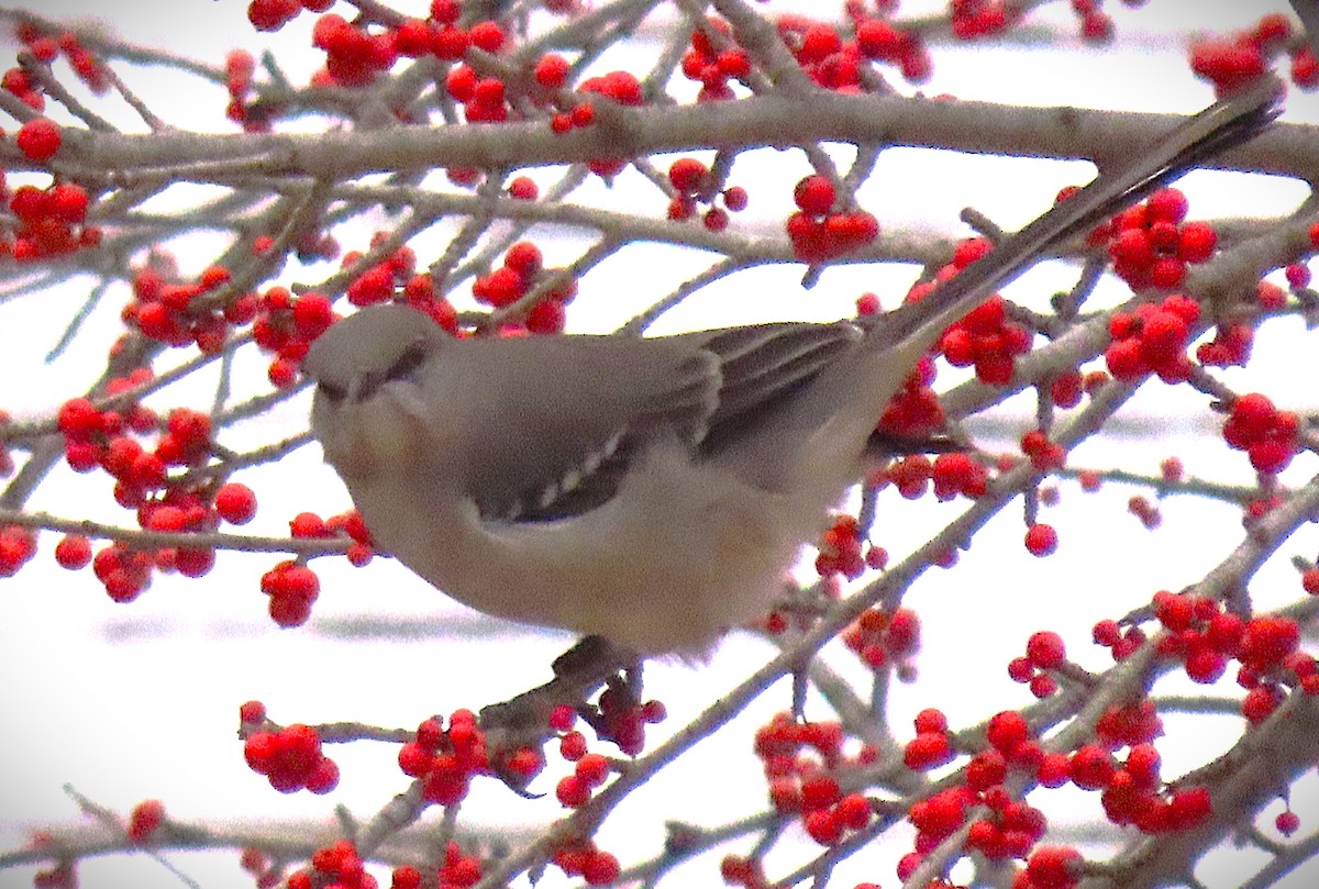 Northern Mockingbird - ML646342890