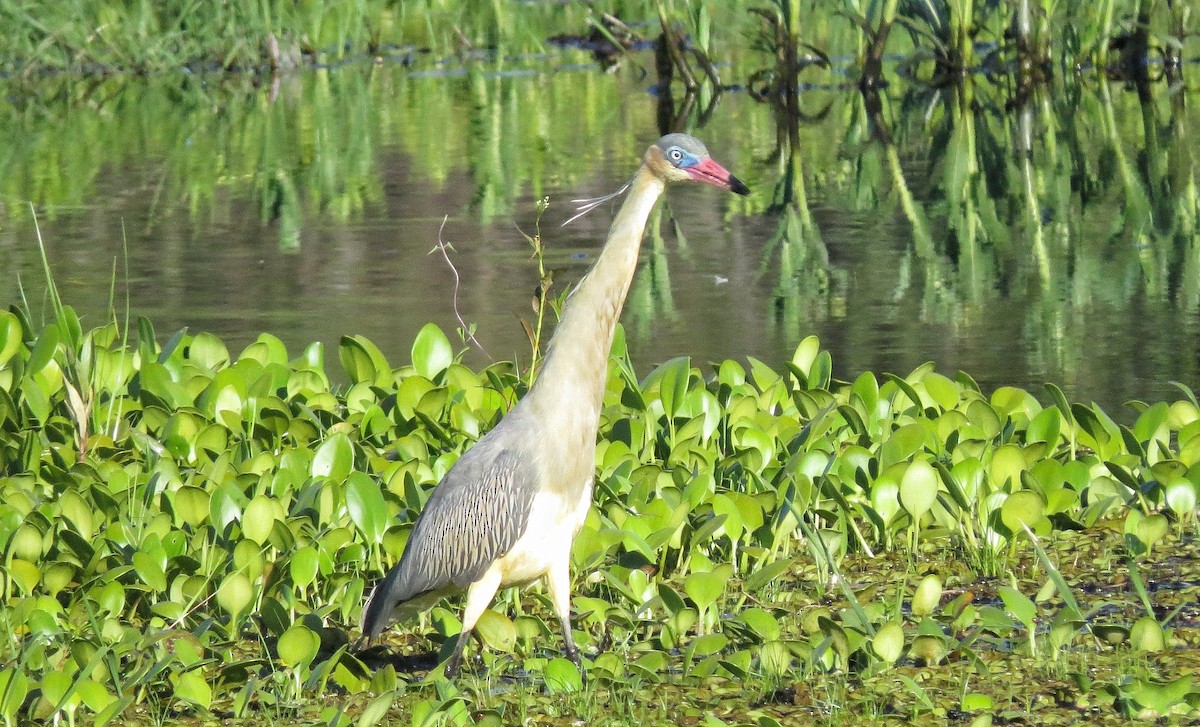 Whistling Heron - ML646342895