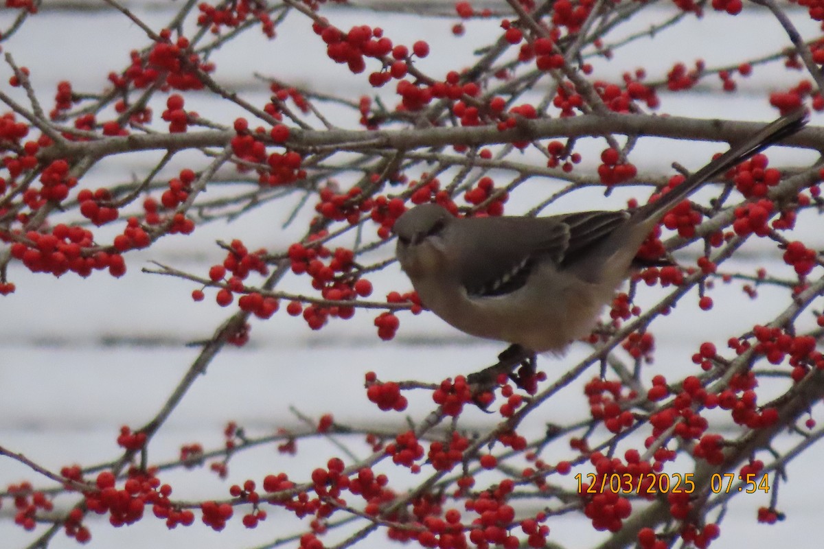 Northern Mockingbird - ML646342896
