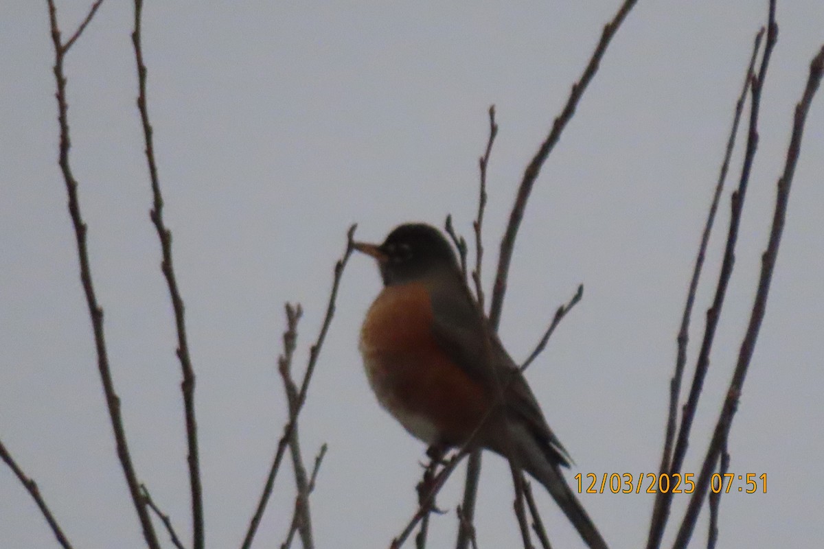 American Robin - ML646342897