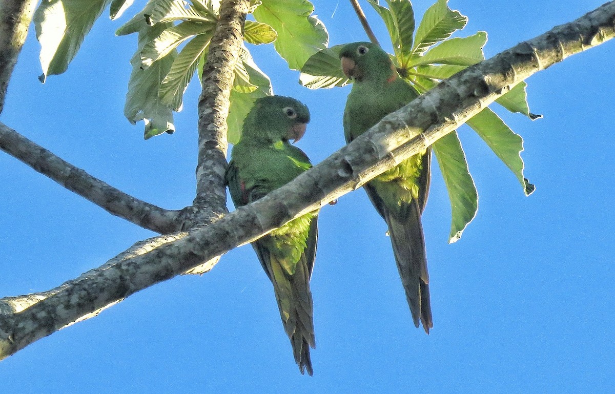 White-eyed Parakeet - ML646342901