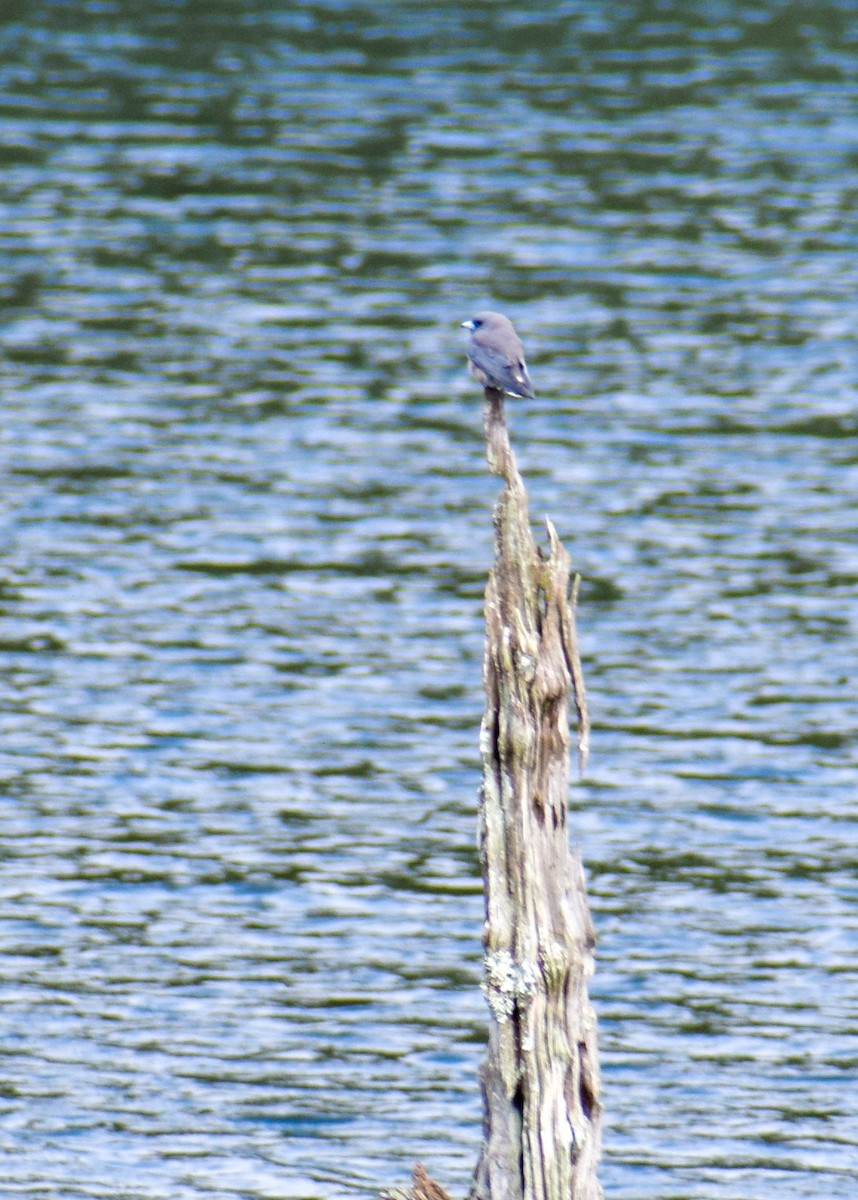 Ashy Woodswallow - ML646342904