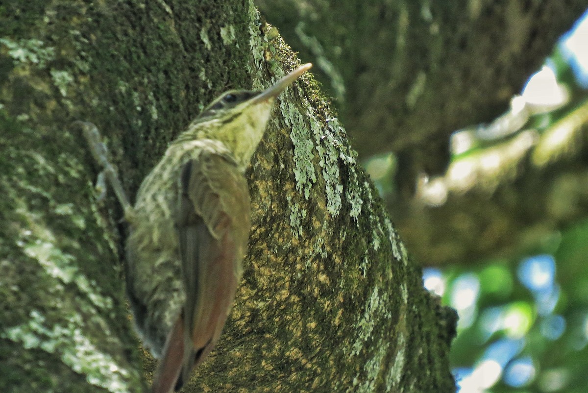 Narrow-billed Woodcreeper - ML646342905