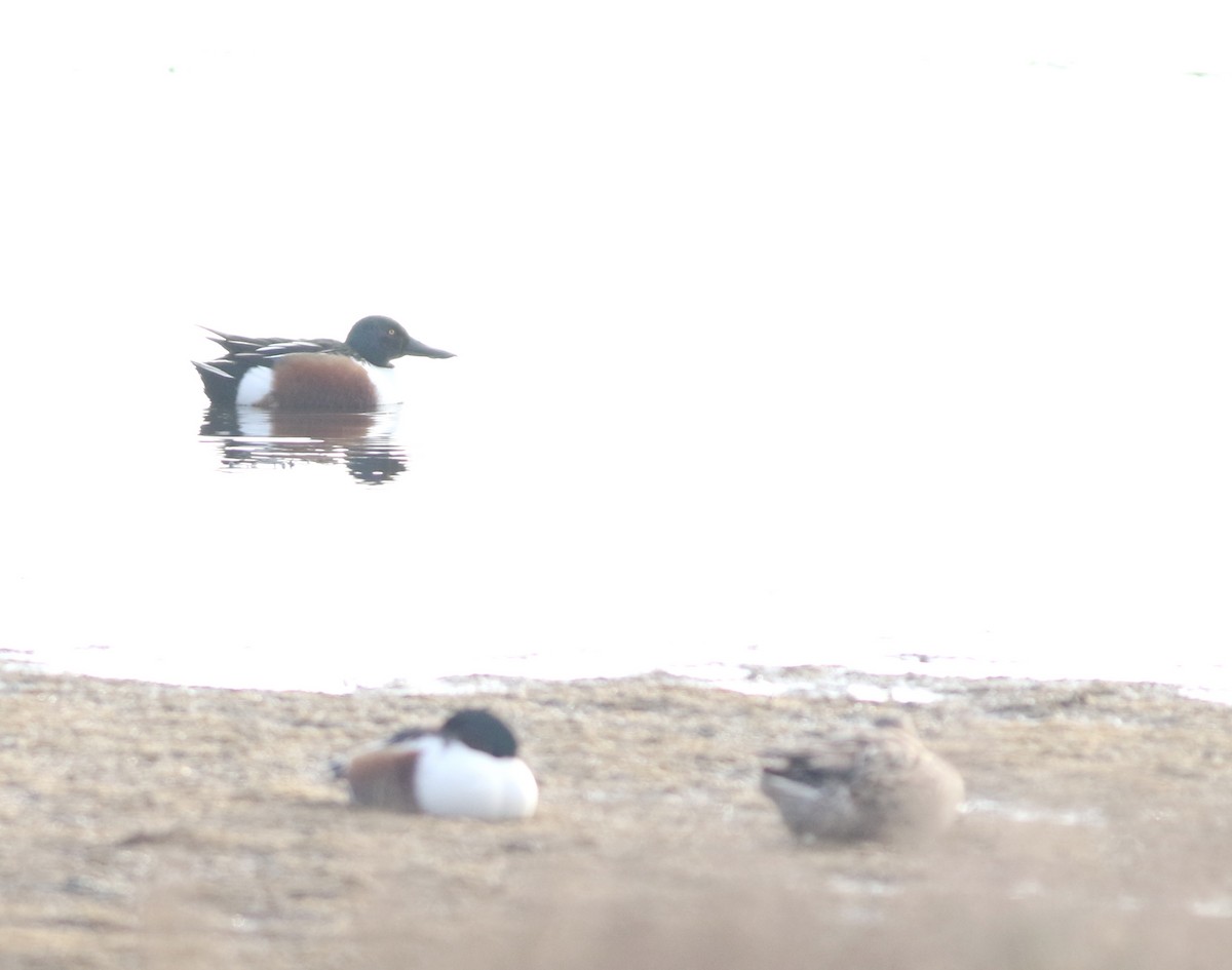 Cuchara Común - ML646342906