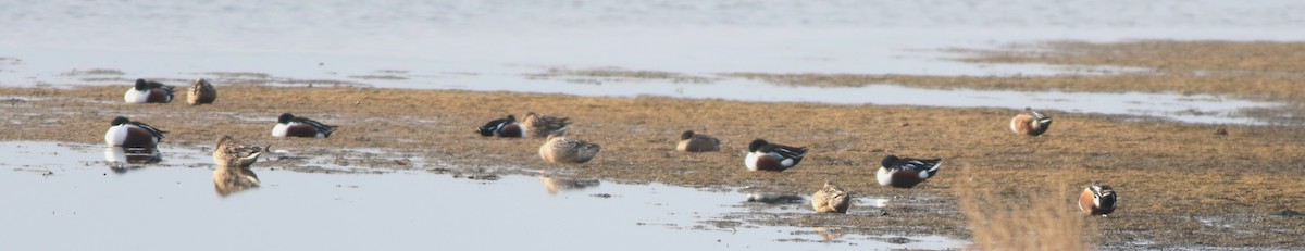 Cuchara Común - ML646342907