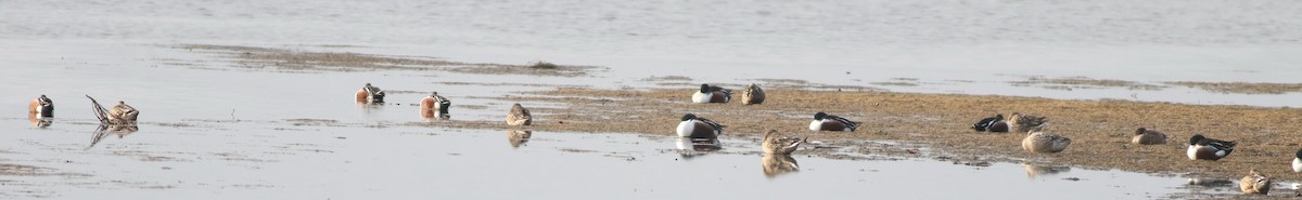 Cuchara Común - ML646342908