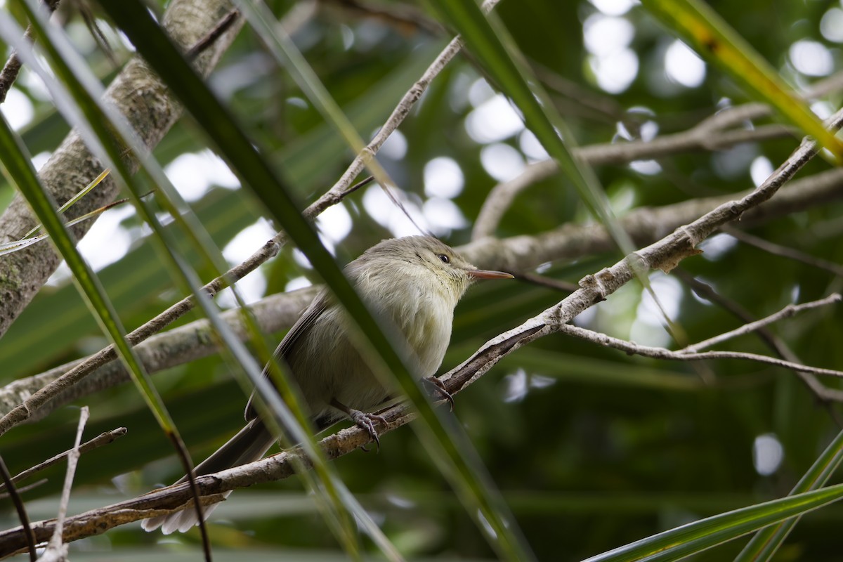 Rodrigues Warbler - ML646342909
