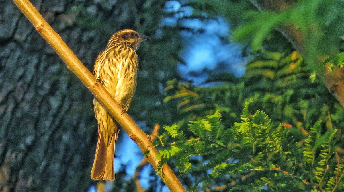 Streaked Flycatcher - ML646342911