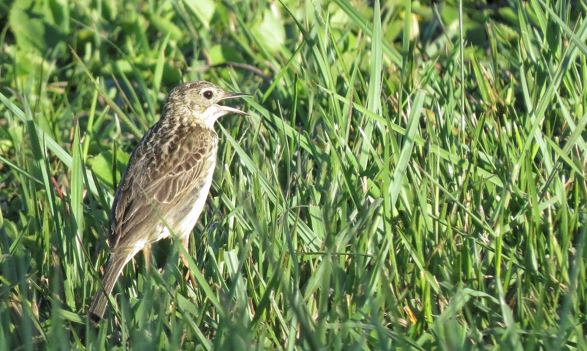 Yellowish Pipit - ML646342916